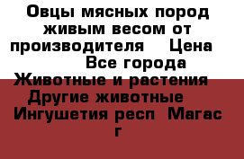 Овцы мясных пород живым весом от производителя. › Цена ­ 110 - Все города Животные и растения » Другие животные   . Ингушетия респ.,Магас г.